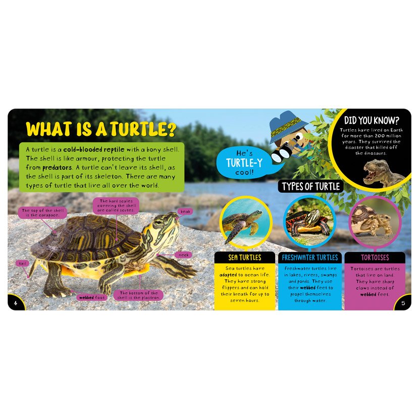 Amazing Turtles