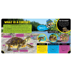 Amazing Turtles