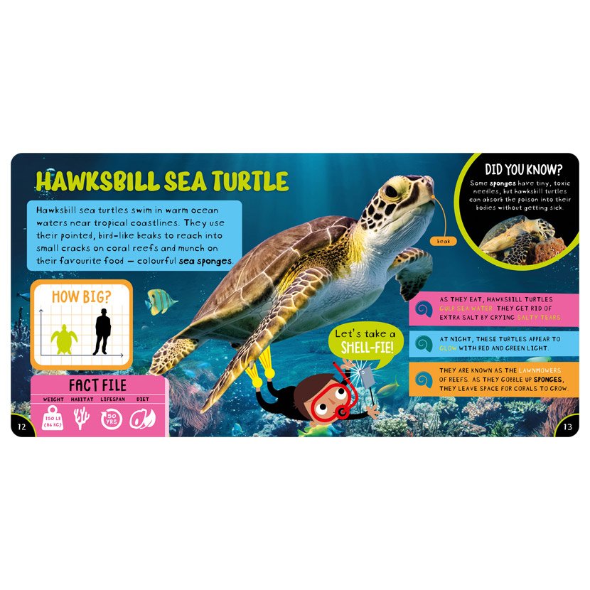 Amazing Turtles